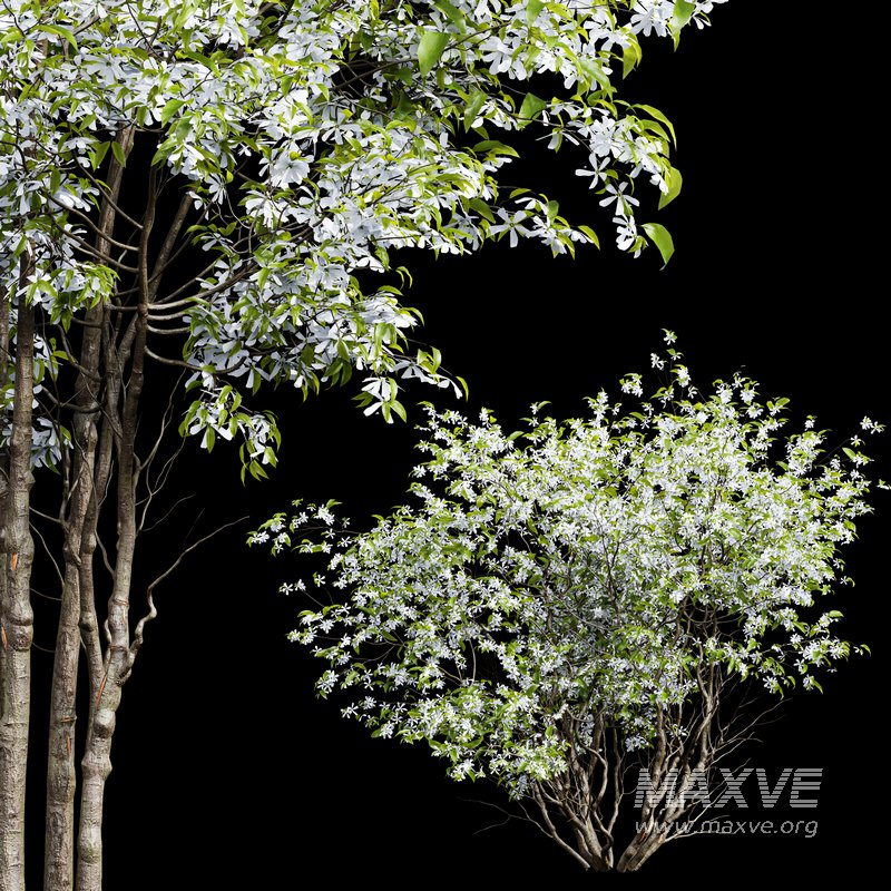 Amelanchier lamarckii Bush - Image 2