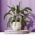 HQ HousePlants Spathiphyllum Wallisii Bellini Peace Lily Domino Set03 - Thumbnail 4
