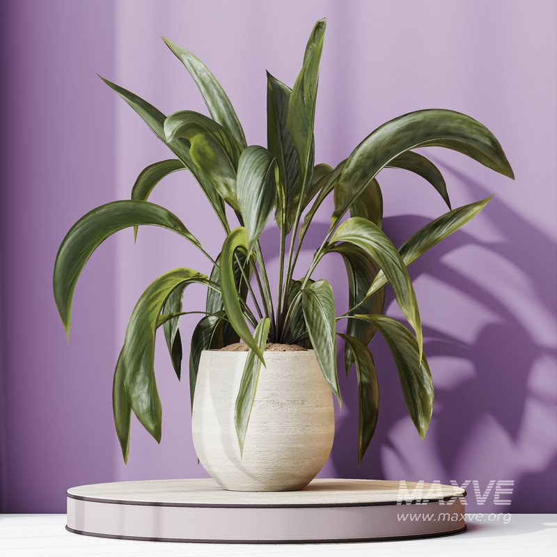 HQ HousePlants Spathiphyllum Wallisii Bellini Peace Lily Domino Set03 - Image 4