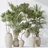Indoor plants set 87 Mission Olive and Areca Reed Palm and Palm Hydro Care - Thumbnail 5