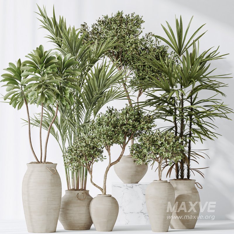 Indoor plants set 87 Mission Olive and Areca Reed Palm and Palm Hydro Care - Image 5