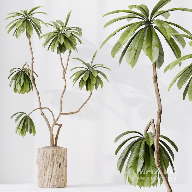 HQ HousePlants Decorative Ficus Cyathistipula African Fig - Image 1