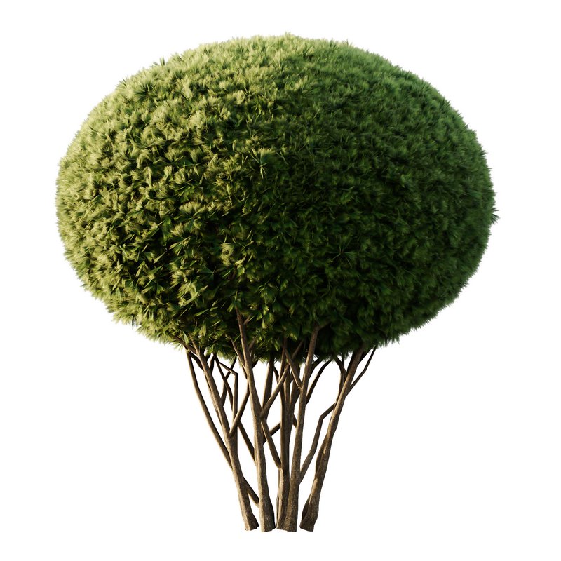 Pinus Mugo Bush10 - Image 2