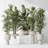 Indoor plants set 81 Areca Majesty and Rhapis Lady Palm and Lemon Lime Cane Dragon and ParadiseBird - Thumbnail 2