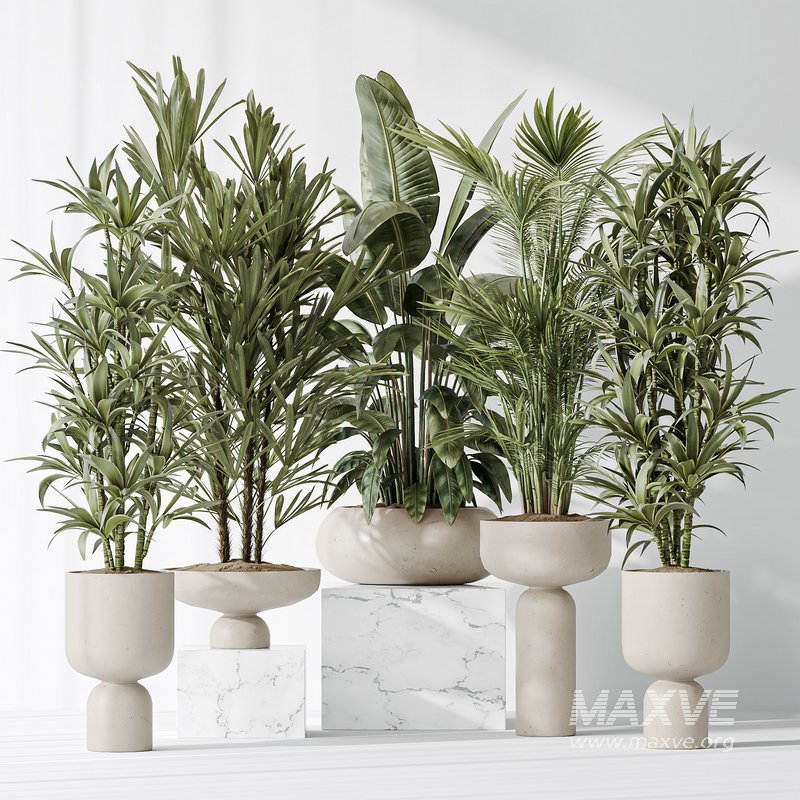 Indoor plants set 81 Areca Majesty and Rhapis Lady Palm and Lemon Lime Cane Dragon and ParadiseBird - Image 2