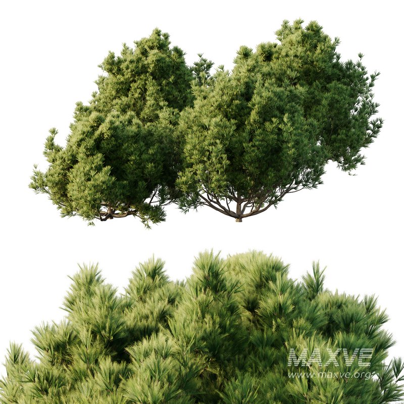 Pinus Mugo Bush01 - Image 2