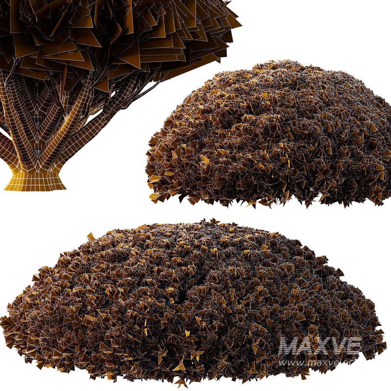 Pinus Mugo Bush08 - Image 2