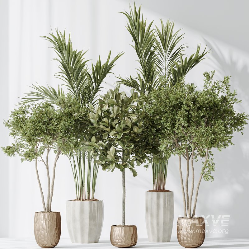 Indoor plants set 72 Majesty Cat Reed Palm Ficus Moclame Indian Laurel Kalamata Wilsonii Chemlali Olive - Image 2