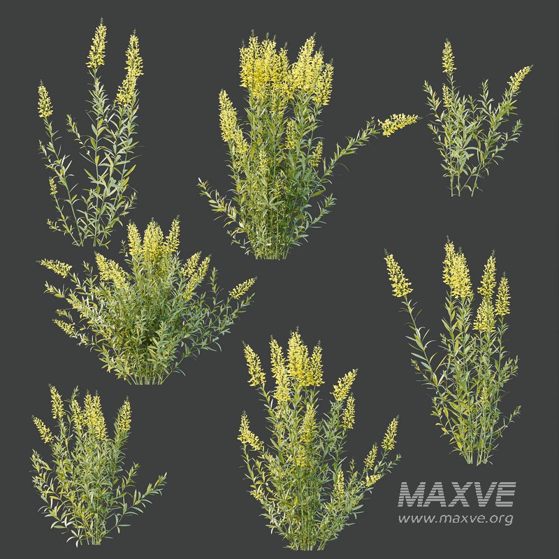 HQ Plants Linaria Vulgaris Yellow Toadflax - Image 4