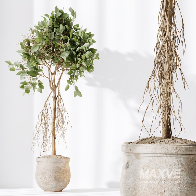 HQ HousePlants Decorative Ficus Benjamina African Fig - Image 4