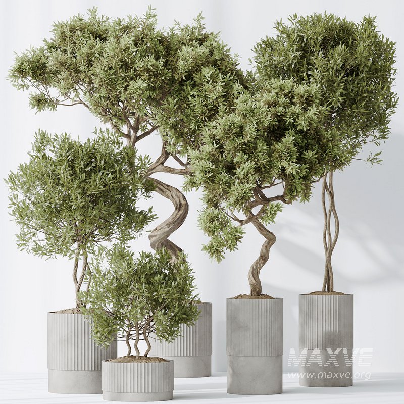 Indoor plants set 88 Mission Kalamata Leccino Arbequina Wilsonii Chemlali Olive - Image 4