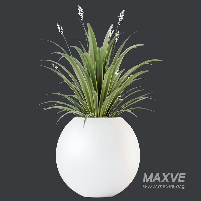 HQ HousePlants Decorative Green Dracaena Cane Dragon - Image 2