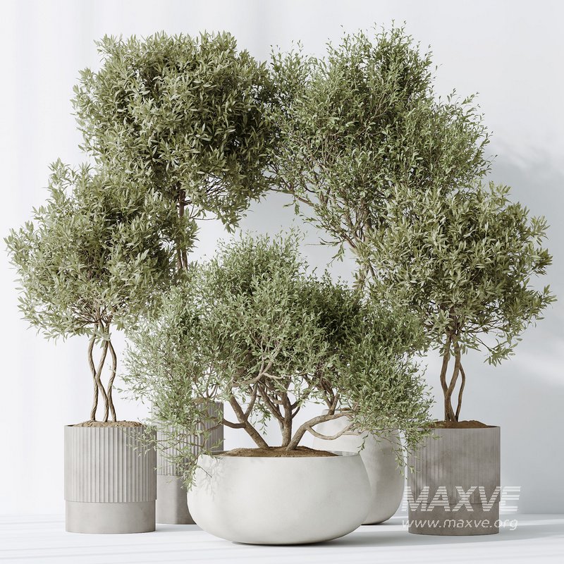 Indoor plants set 89 Arbequina Wilsonii Chemlali Olive Set - Image 3
