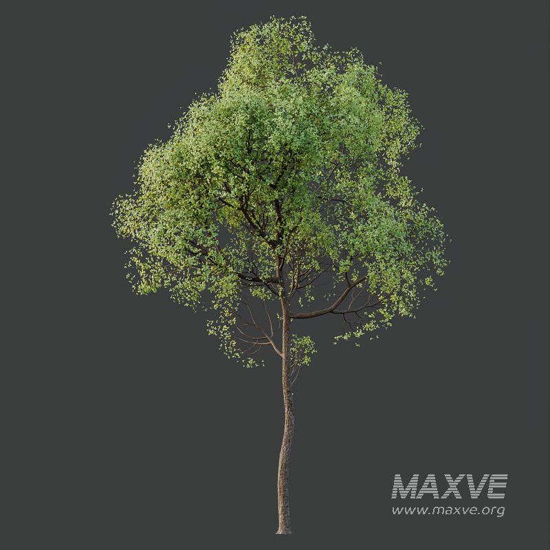 spring trees Shorea Robusta Sal - Image 3