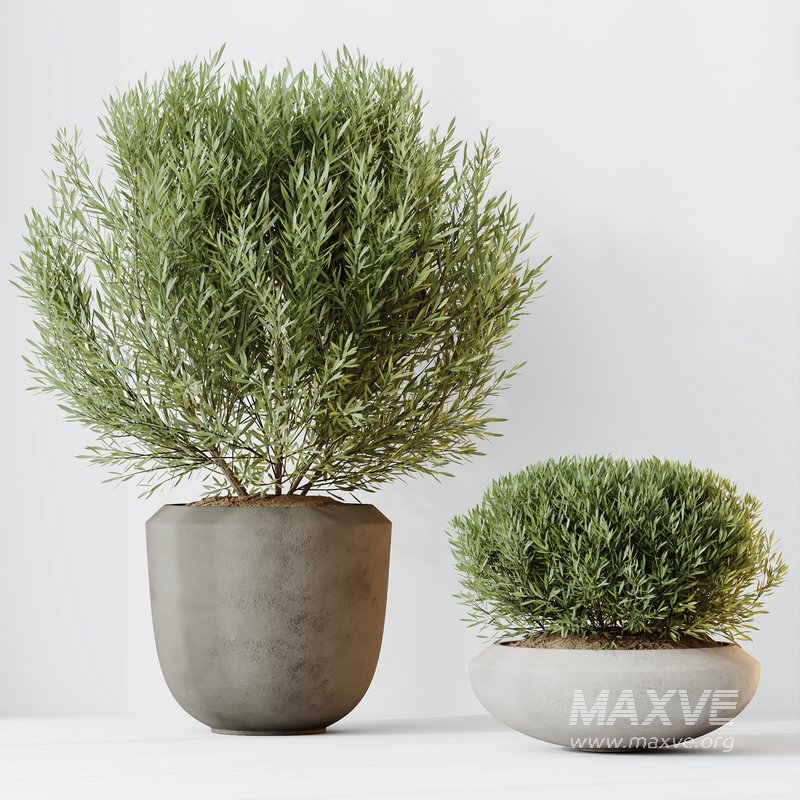 HQ HousePlants Mission Kalamata Leccino Arbequina Wilsonii Chemlali Olive Set 45 - Image 2