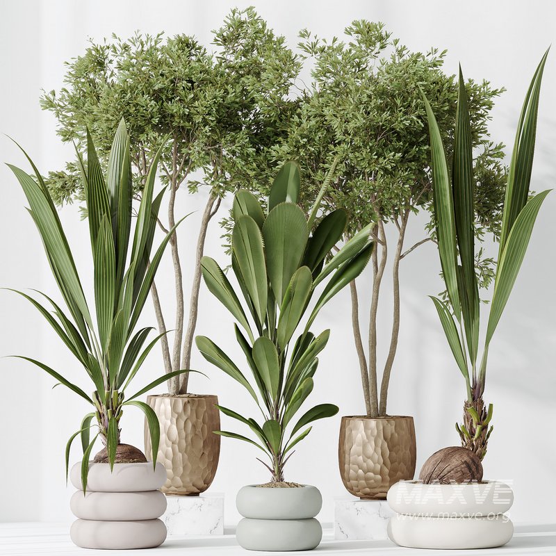 Indoor plants set 68 Wilsonii Chemlali Olive and Coconut Palm and Grandis Ruffled Fan Palm - Image 2