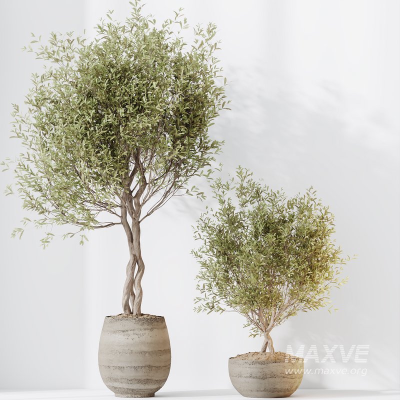 HQ HousePlants Mission Kalamata Leccino Arbequina Wilsonii Chemlali Olive Set 41 - Image 2