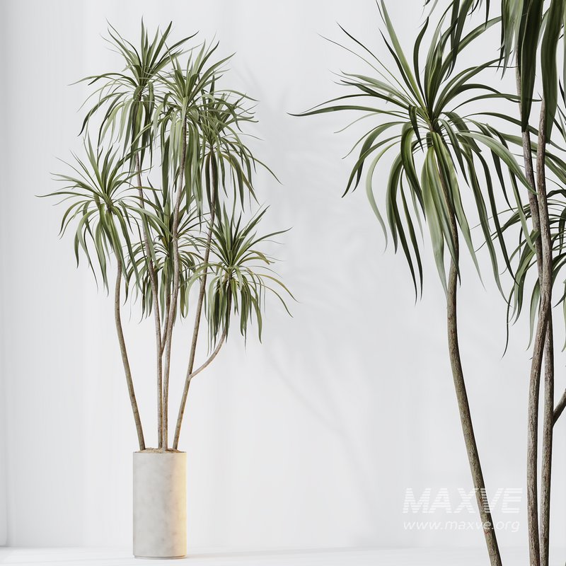 HQ HousePlants Dracaena Warneckii Lemon Lime Cane Dragon Version06 - Image 2