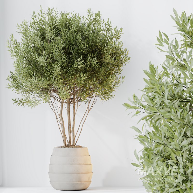 HQ HousePlants Mission Kalamata Leccino Arbequina Wilsonii Chemlali Olive Set 35 - Image 2