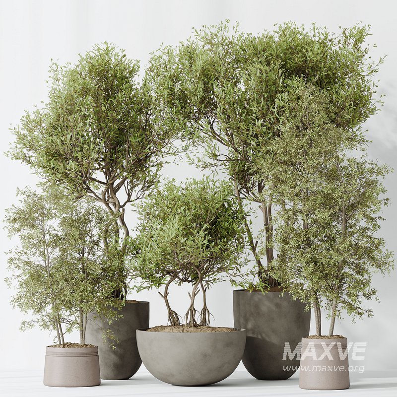 Indoor plants set 69 Mission Kalamata Leccino Arbequina Wilsonii Chemlali Olive - Image 2