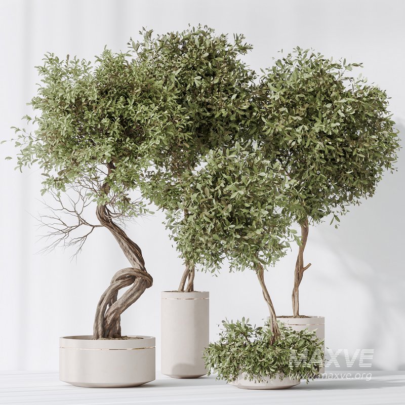 Indoor plants set 75 Ficus Retusa Microcarpa Bonsai Ginseng and Olive Artificial Olivo Olea Tree - Image 7