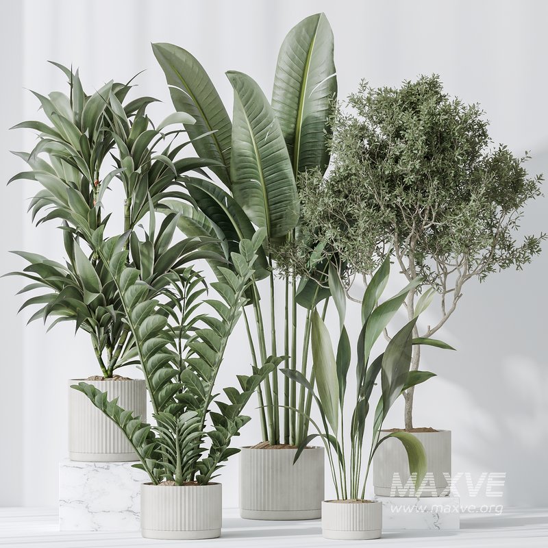 Indoor plants set 78 Chemlali Olive and ParadiseBird and Dracaena - Image 2