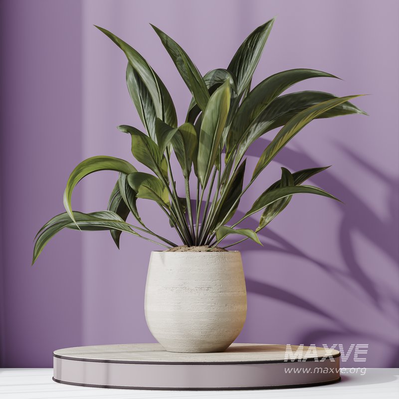 HQ HousePlants Spathiphyllum Wallisii Bellini Peace Lily Domino Set02 - Image 5