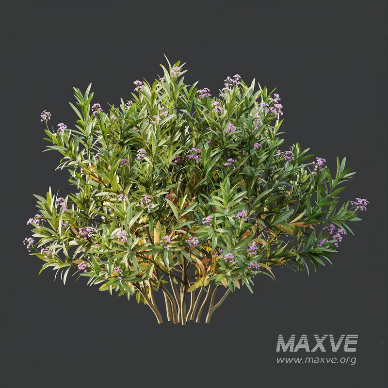 Phillyrea Angustifolia Rosemarinifolia and Oleander Laurier Kaner Rose - Image 2