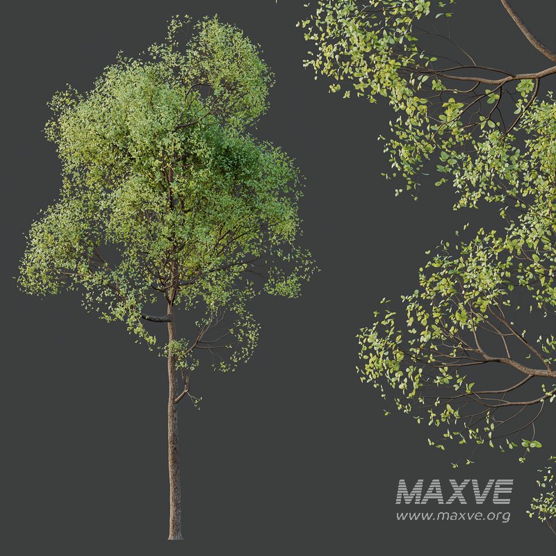 spring trees Shorea Robusta Sal - Image 4