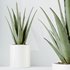 HQ HousePlants Aloe Vera Succulents - Thumbnail 2