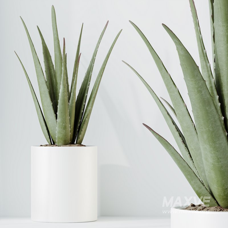 HQ HousePlants Aloe Vera Succulents - Image 2