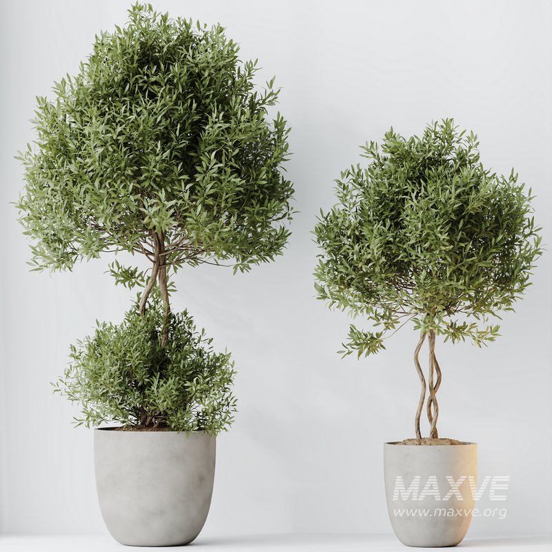 HQ HousePlants Mission Kalamata Leccino Arbequina Wilsonii Chemlali Olive Set 36 - Image 2