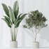 Indoor plants set 78 Chemlali Olive and ParadiseBird and Dracaena - Thumbnail 3