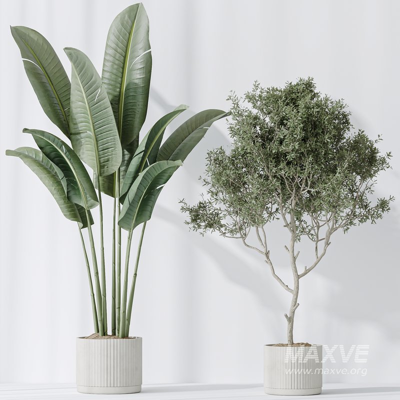 Indoor plants set 78 Chemlali Olive and ParadiseBird and Dracaena - Image 3