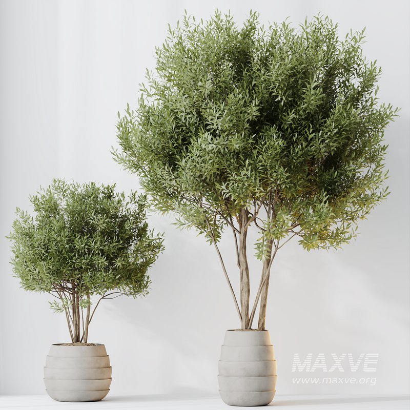 HQ HousePlants Mission Kalamata Leccino Arbequina Wilsonii Chemlali Olive Set 35 - Image 3