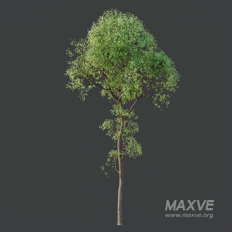 HQ Plants Shorea Robusta Sal Tree03 - Image 2