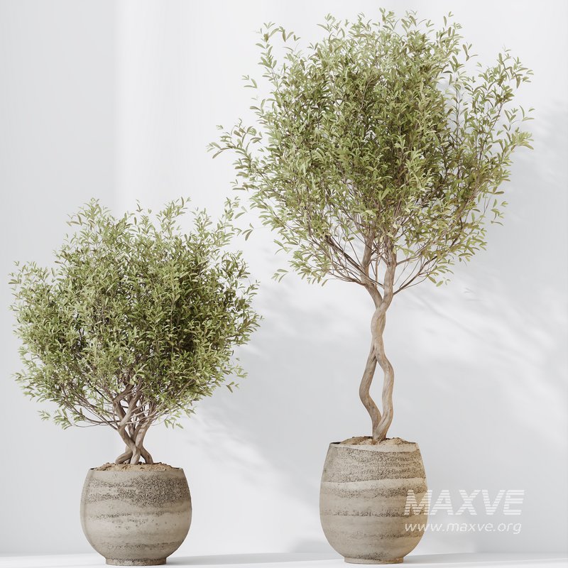 HQ HousePlants Mission Kalamata Leccino Arbequina Wilsonii Chemlali Olive Set 41 - Image 1