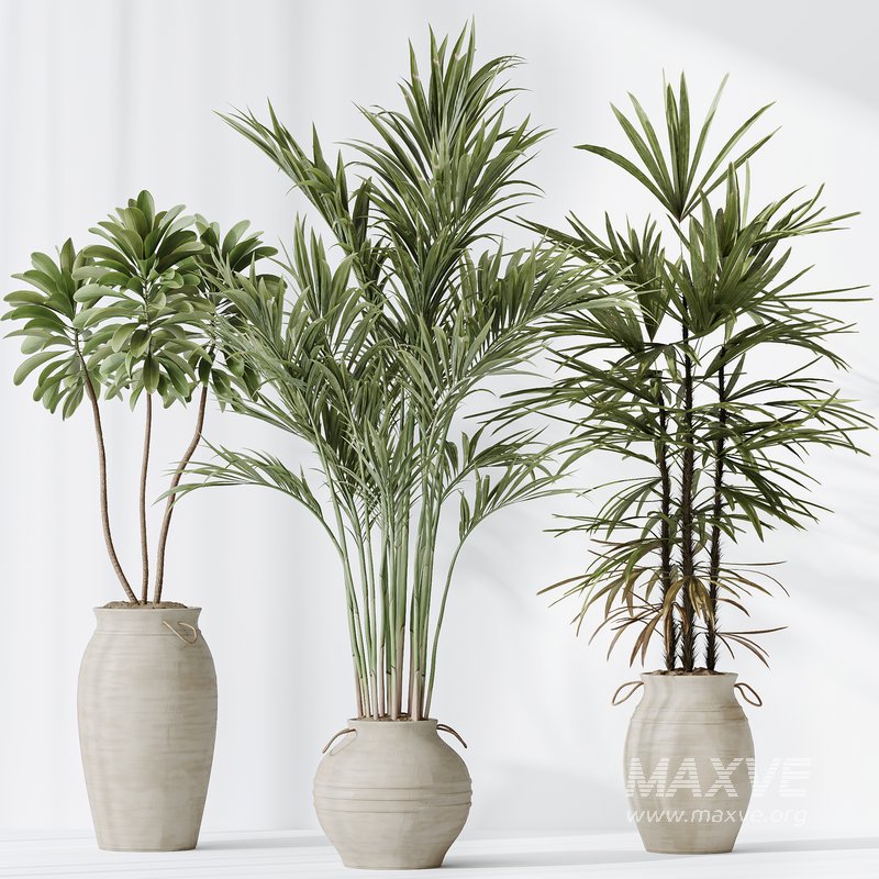 Indoor plants set 87 Mission Olive and Areca Reed Palm and Palm Hydro Care - Image 3