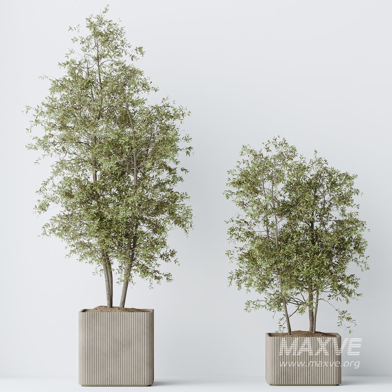 indoor plants set 93 Mission Kalamata Leccino Arbequina Wilsonii Chemlali Olive - Image 6