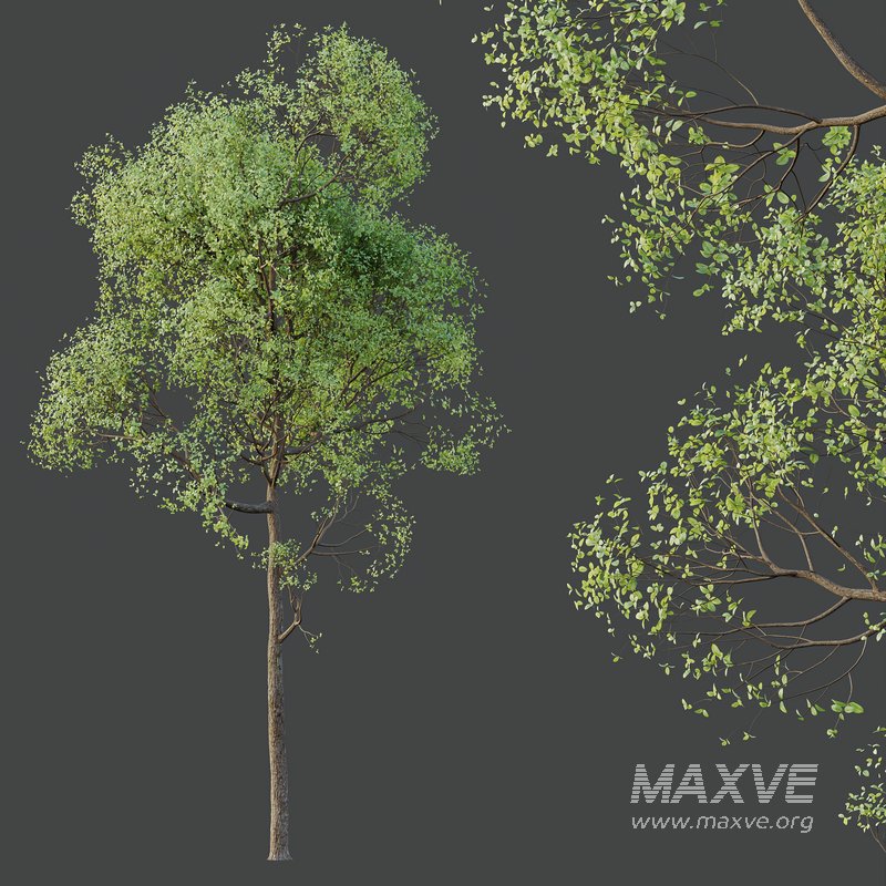 HQ Plants Shorea Robusta Sal Tree02 - Image 2