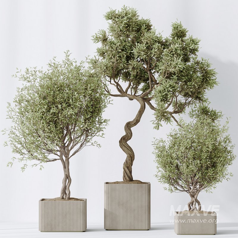 indoor plants set 95 Mission Kalamata Chemlali Olive and Ficus - Image 3