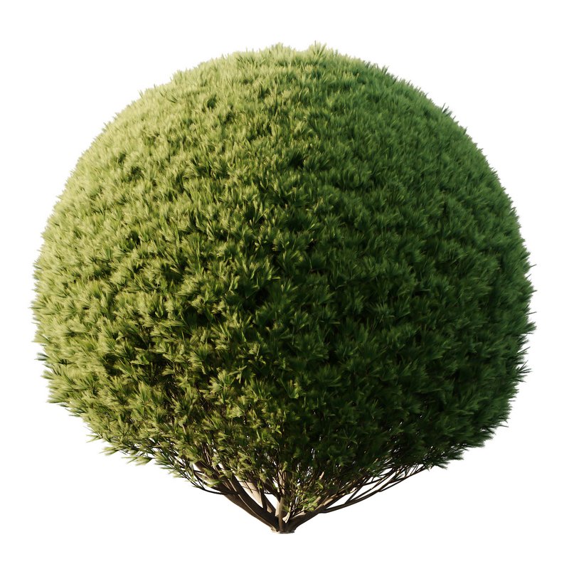 Pinus Mugo Bush06 - Image 4