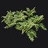 HQ Plants Macrothelypteris OligoPhlebia Torresiana Fern - Thumbnail 2