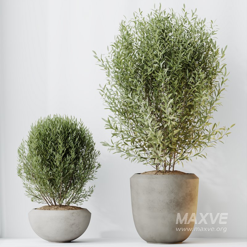 HQ HousePlants Mission Kalamata Leccino Arbequina Wilsonii Chemlali Olive Set 45 - Image 5