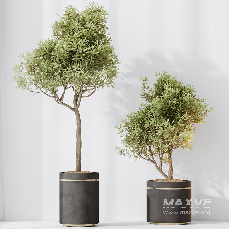 HQ HousePlants Mission Kalamata Leccino Arbequina Wilsonii Chemlali Olive Set 39 - Image 2