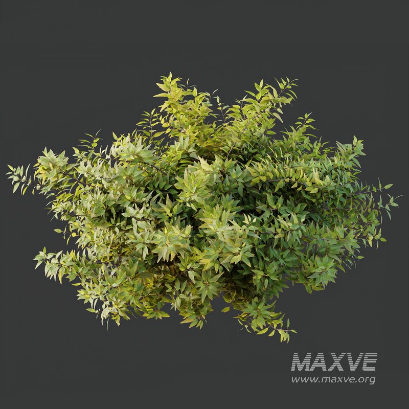 Phillyrea Angustifolia Rosemarinifolia and Oleander Laurier Kaner Rose Pink - Image 6