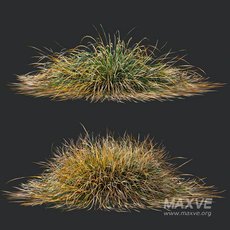 Carex Testacea Orange and Molinia Caerulea Fire Grasses - Image 4