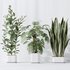 Indoor plants set 91 Green Sansevieria and Elegant Monstera and Ficus Microcarpa and Chemlali Olive - Thumbnail 2