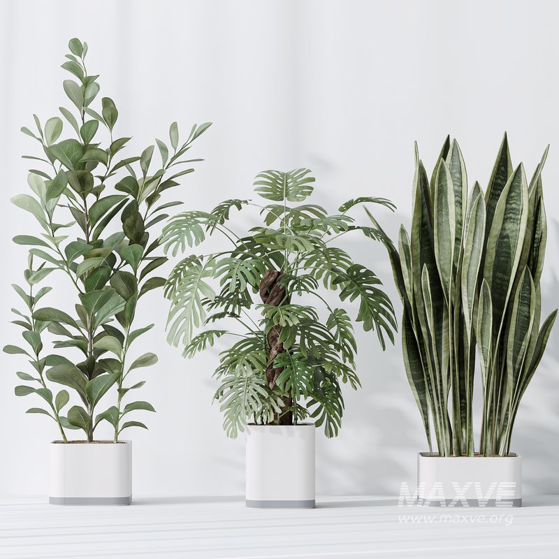 Indoor plants set 91 Green Sansevieria and Elegant Monstera and Ficus Microcarpa and Chemlali Olive - Image 2