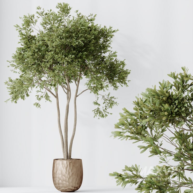 Indoor plants set 72 Majesty Cat Reed Palm Ficus Moclame Indian Laurel Kalamata Wilsonii Chemlali Olive - Image 3